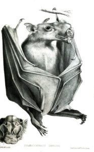 Murciélago cabeza de martillo: características, hábitat, reproducción, alimentación