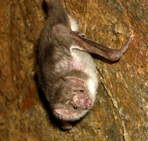 Murciélago vampiro: características, alimentación, reproducción, comportamiento