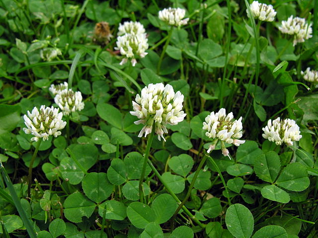 Trebol de la suerte Blanco 1500 semillas Verde Trébol Trifolium repens abejas