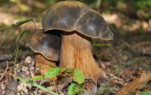 Boletus aereus