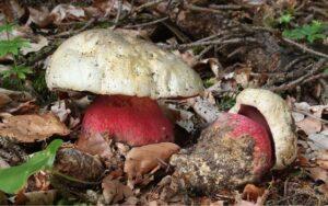 Boletus satanas