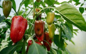Capsicum