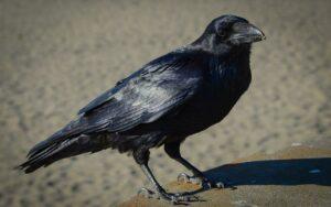 Corvus corax