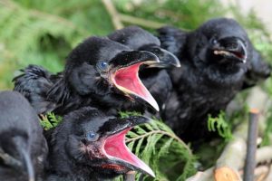 Corvus corax: características, hábitat, reproducción, alimentación