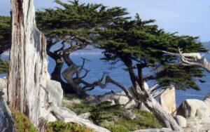 Cupressus macrocarpa