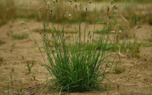 Dactylis glomerata