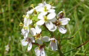 Diplotaxis erucoides