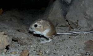 Rata canguro:  características, taxonomía, alimentación, reproducción