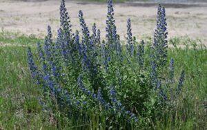 Echium vulgare