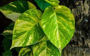 Epipremnum aureum