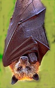 Zorro volador: características, hábitat, reproducción, alimentación
