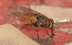Musca domestica