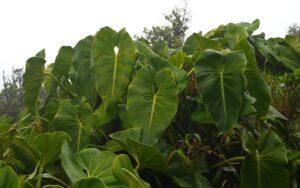 Philodendron