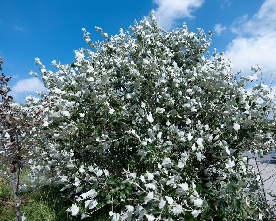 Flora y fauna de Guadalajara: especies más representativas Flora y fauna de Guadalajara: especies más representativas