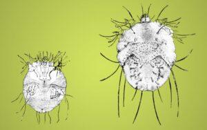 Sarcoptes scabiei