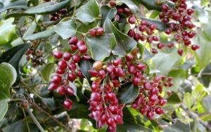 Smilax aspera