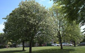 Sorbus aria