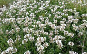 Trifolium repens