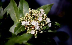 Viburnum lucidum