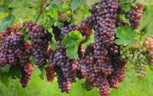 Vitis vinifera