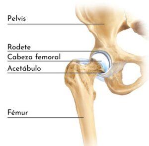 Articulación coxofemoral o de la cadera