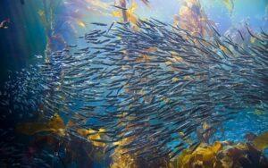 Biomas marinos