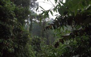 Las características más importantes de la selva