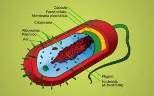 Célula bacteriana