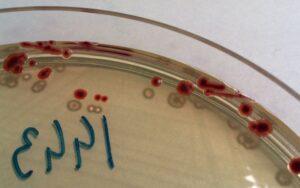 Cepa microbiana