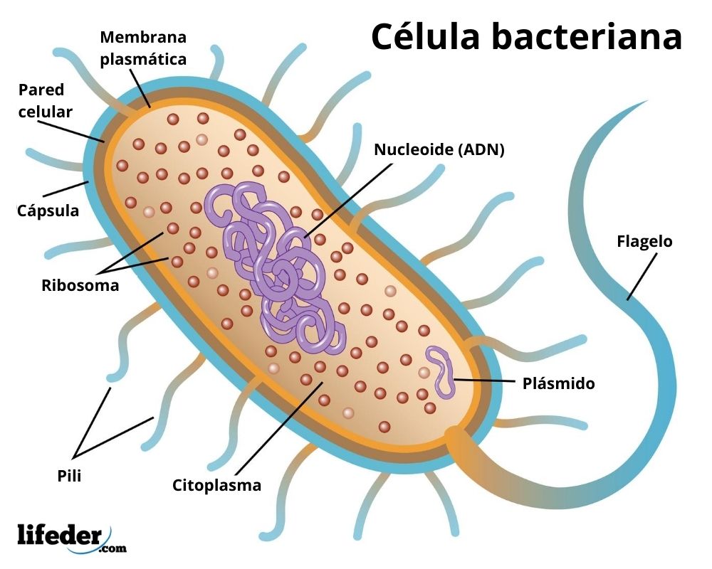Célula bacteriana características y estructura (partes