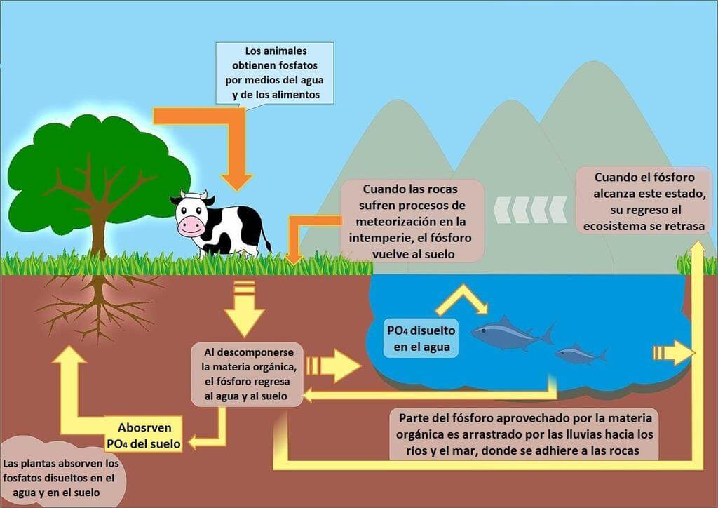 Ciclo del fósforo: qué es, características, etapas, importancia