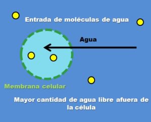 Solución hipotónica: componentes, preparación, ejemplos