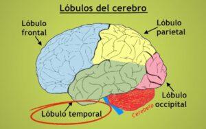 Lóbulo temporal