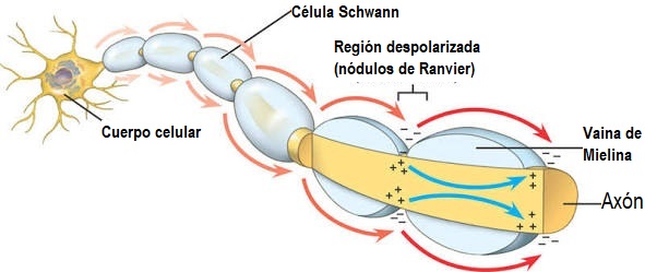 QUE SON LOS NODULOS DE RANVIER ¿Qué es Ser Tóxico?