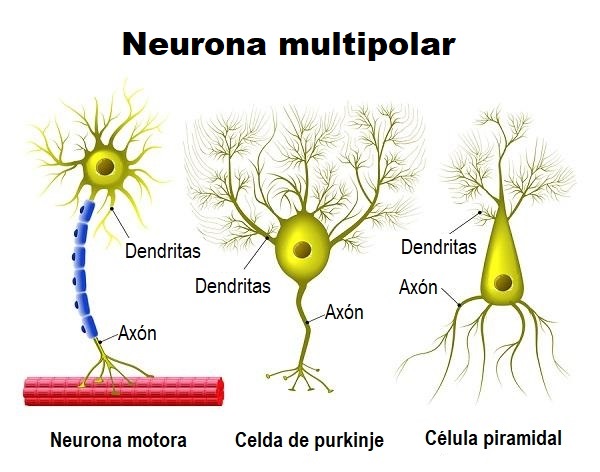 Neurona Multipolar Funciones Tipos Anatomía