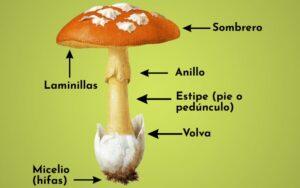 Partes del hongo