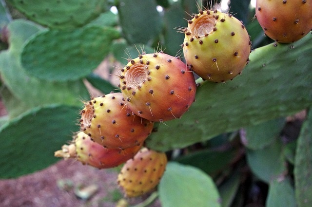 las-30-frutas-de-la-sierra-ecuatoriana-m-s-comunes