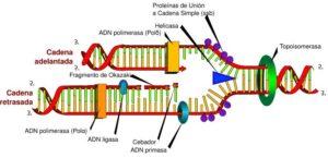 Traducción del ADN