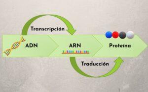 Transcripción del ADN
