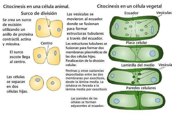 Citocinesis En Celulas Vegetales Dinami