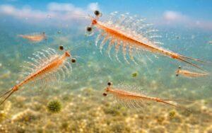 Artemia