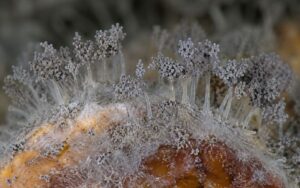 Botrytis