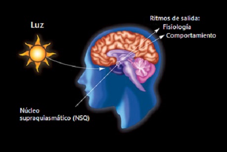 que es nucleo que es nucleo