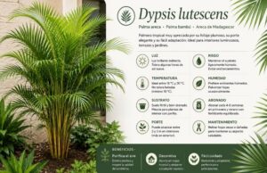 Dypsis lutescens