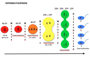 ¿Qué son las espermatogonias y qué tipos hay?