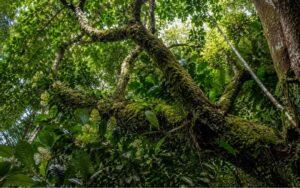 Plantas en peligro de extinción en Perú