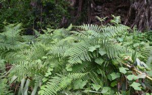 Pteridium aquilinum