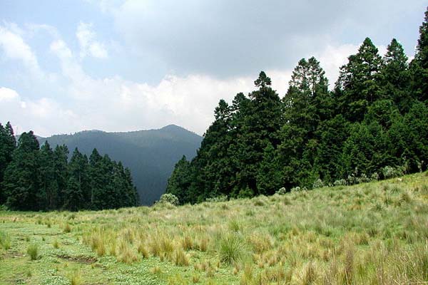 Bosque de coníferas: características, flora, fauna, clima, localización
