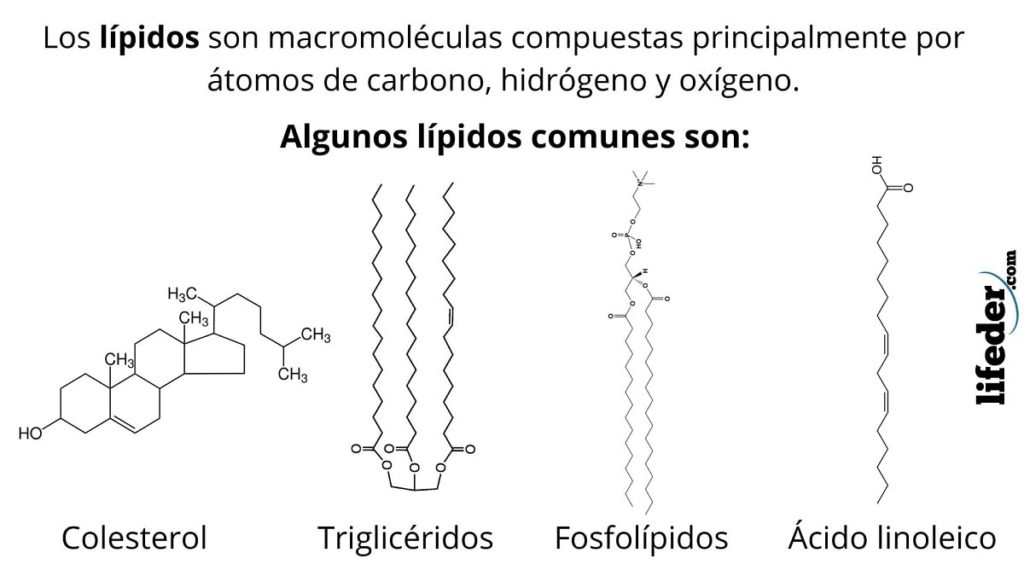 Lípidos características, ejemplos, estructura, función