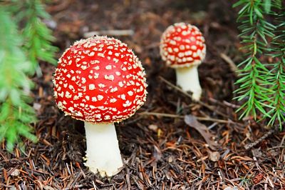 Reino fungi: características, clasificación, reproducción, nutrición